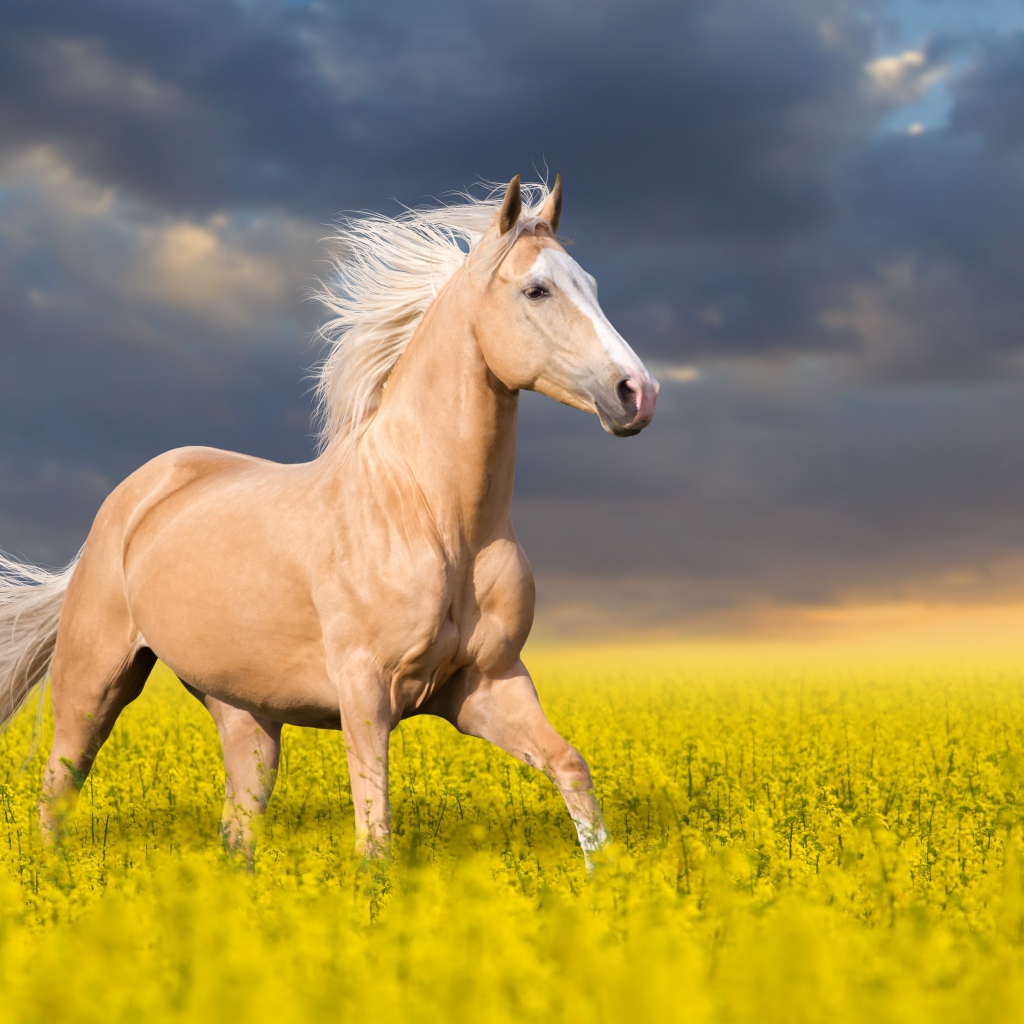 Красивая лошадь скачет по полю с желтыми цветами на фоне красивого неба