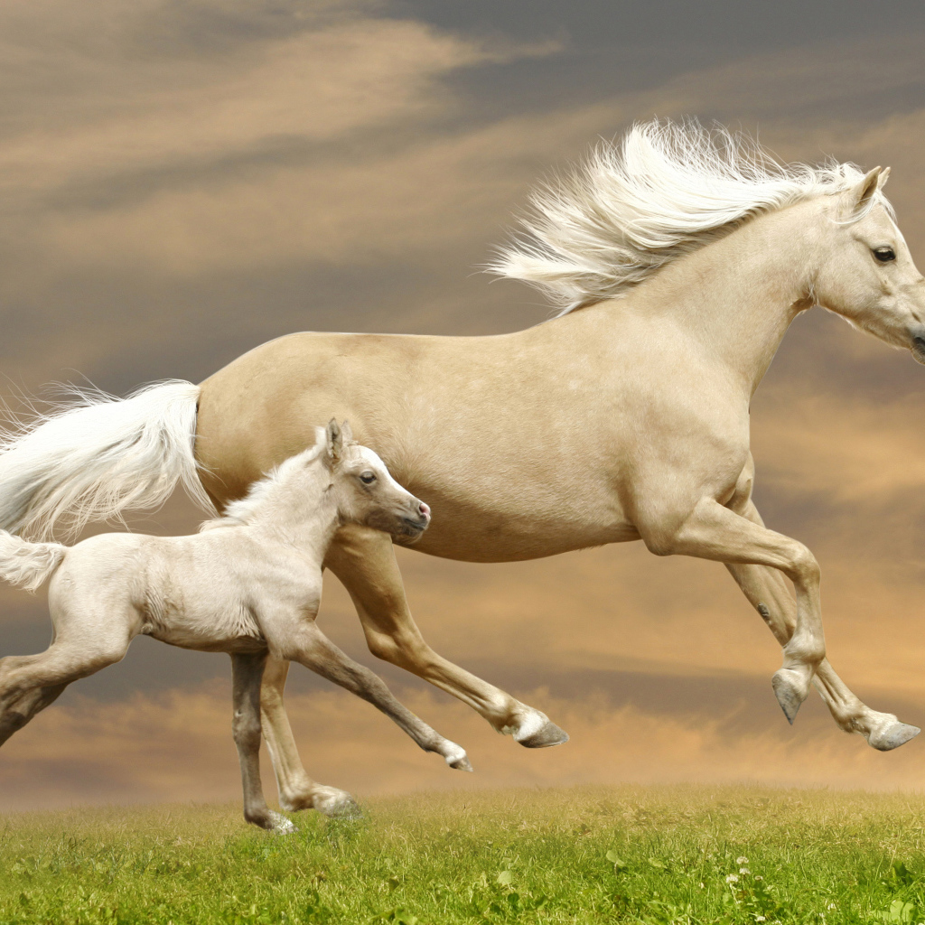 Красивая лошадь с жеребенком скачут по зеленой траве
