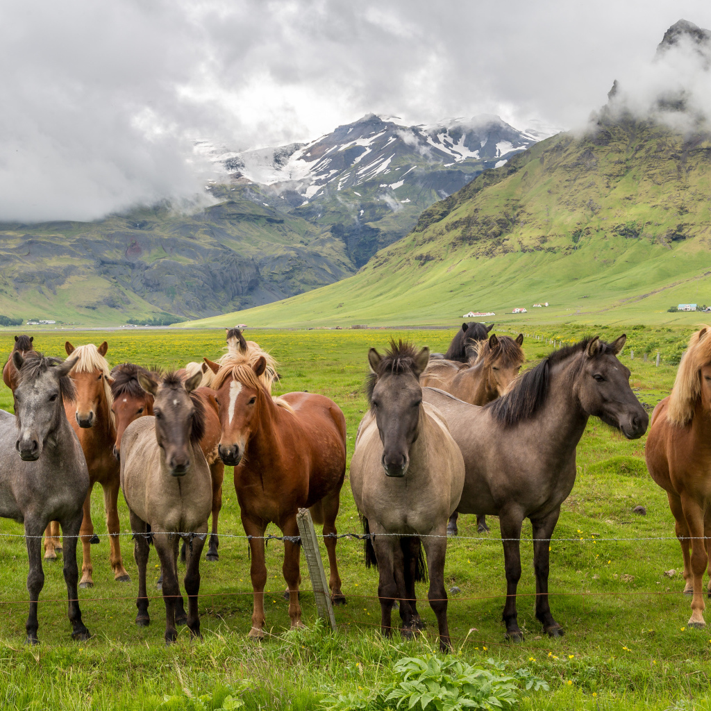 Табун лошадей в покрытых зеленью горах
