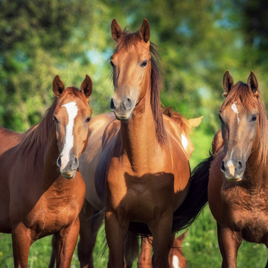 Три красивые коричневые лошади 