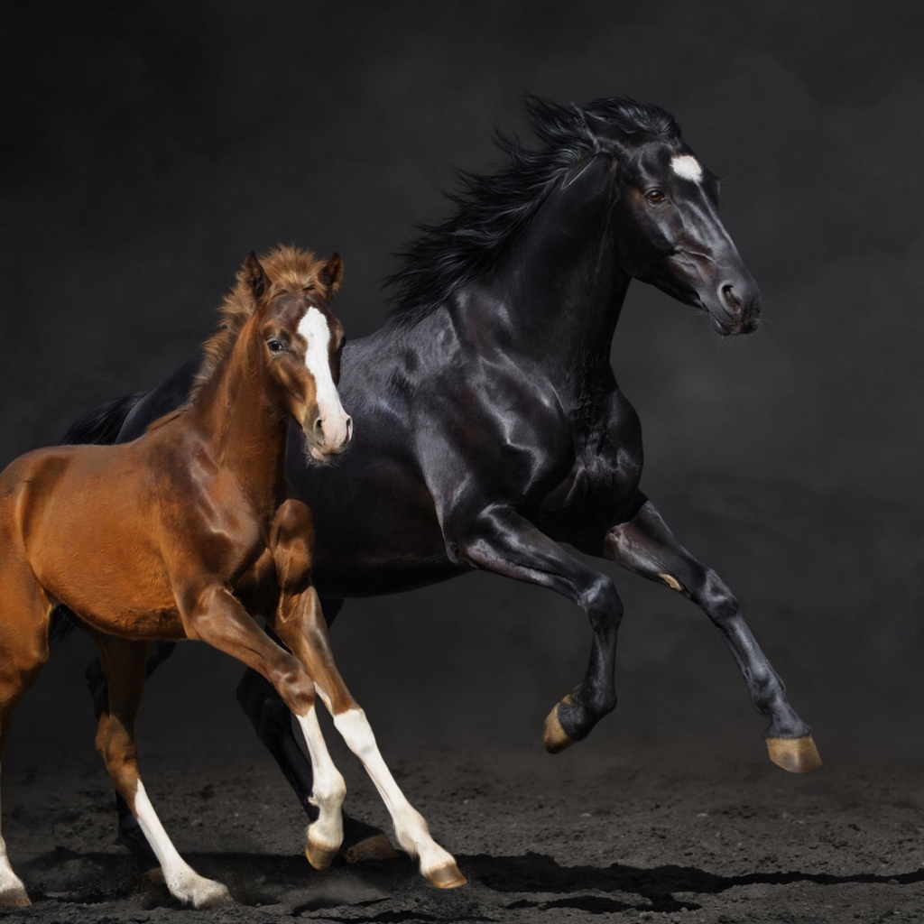 Две бегущие лошади 