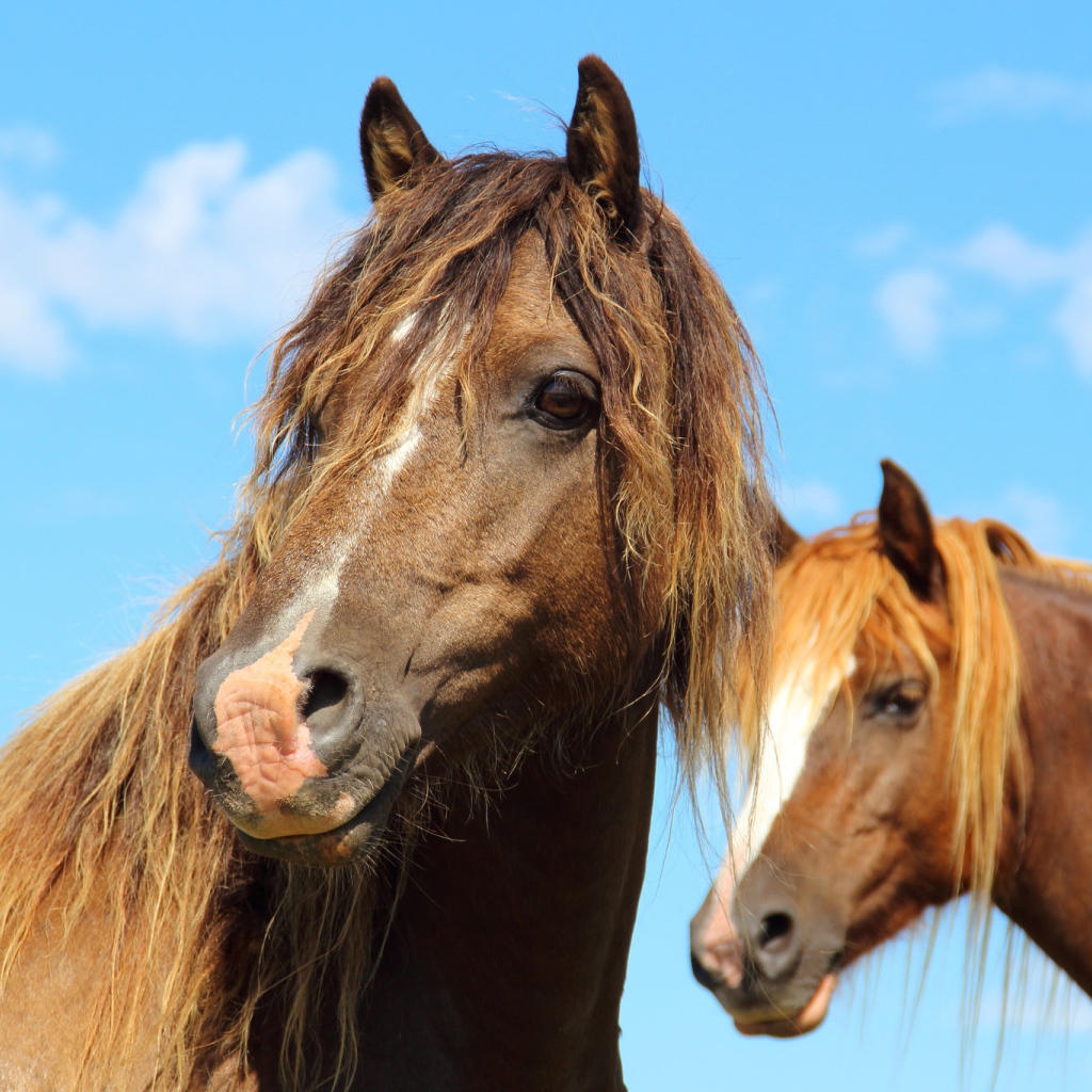 Две красивые коричневые лошади на фоне голубого неба