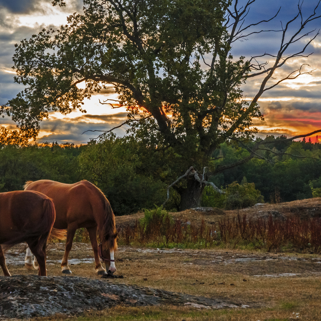 Две коричневых лошади пасутся на закате солнца