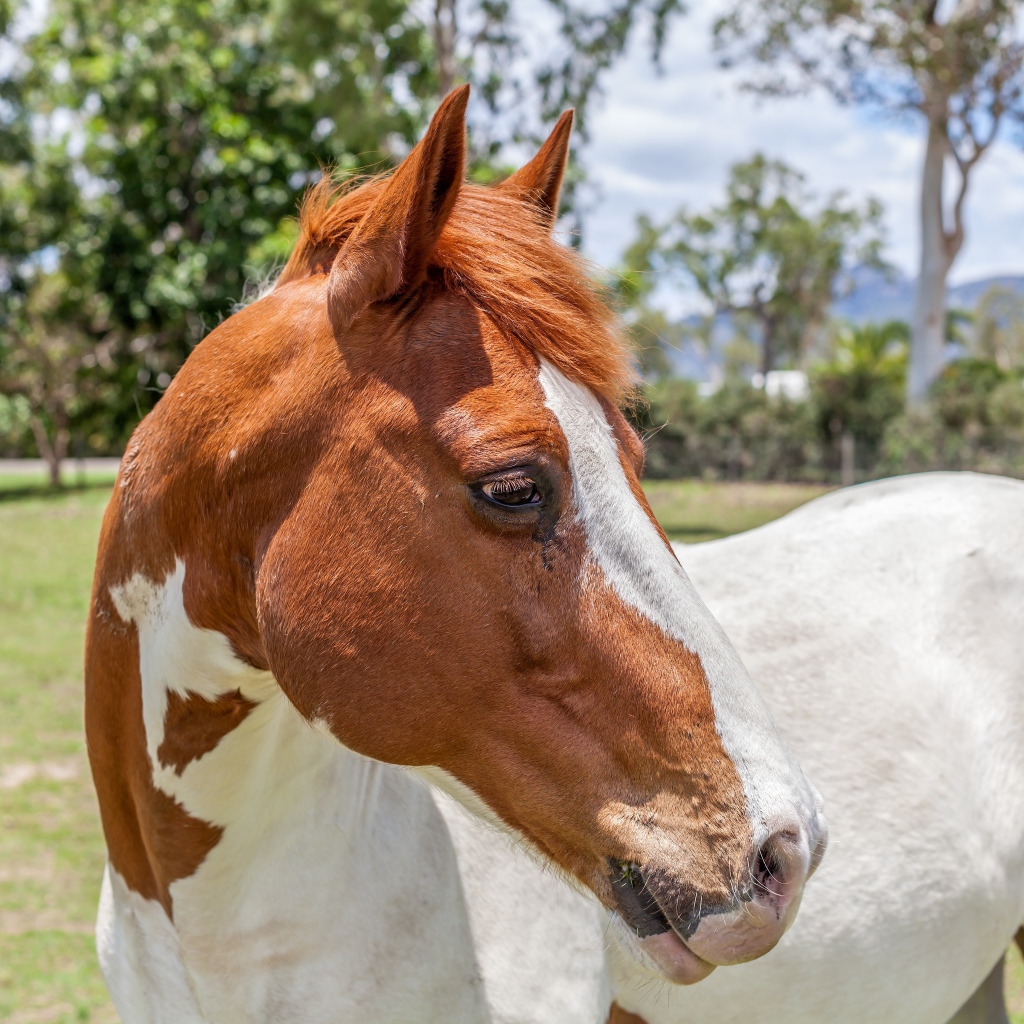 Бело -коричневая лошадь на ферме