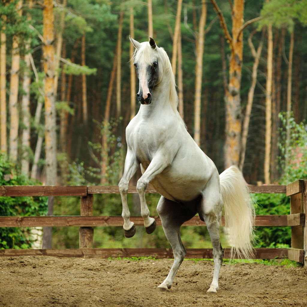 Белый конь встал на дыбы 