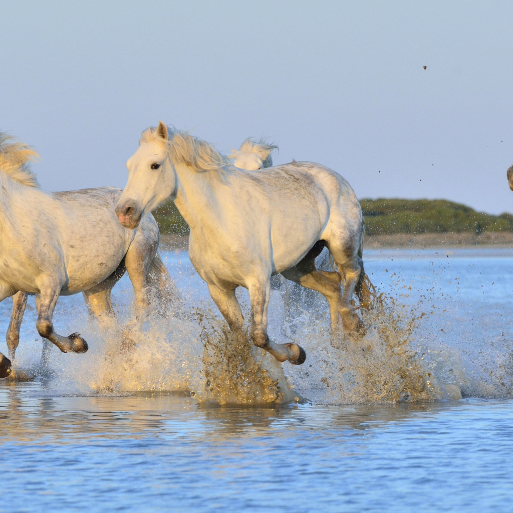 Белые лошади бегут по воде