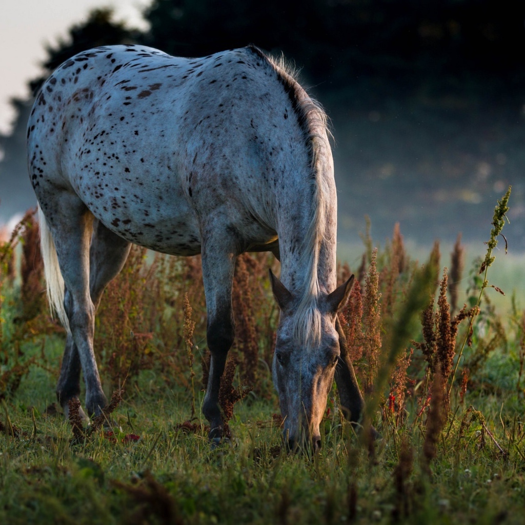 Белая пятнистая лошадь пасется на траве