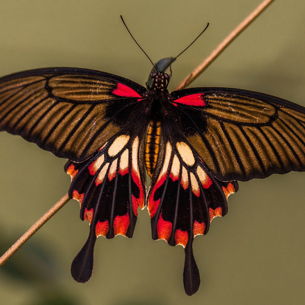 Красивая разноцветная бабочка сидит на тонкой ветке