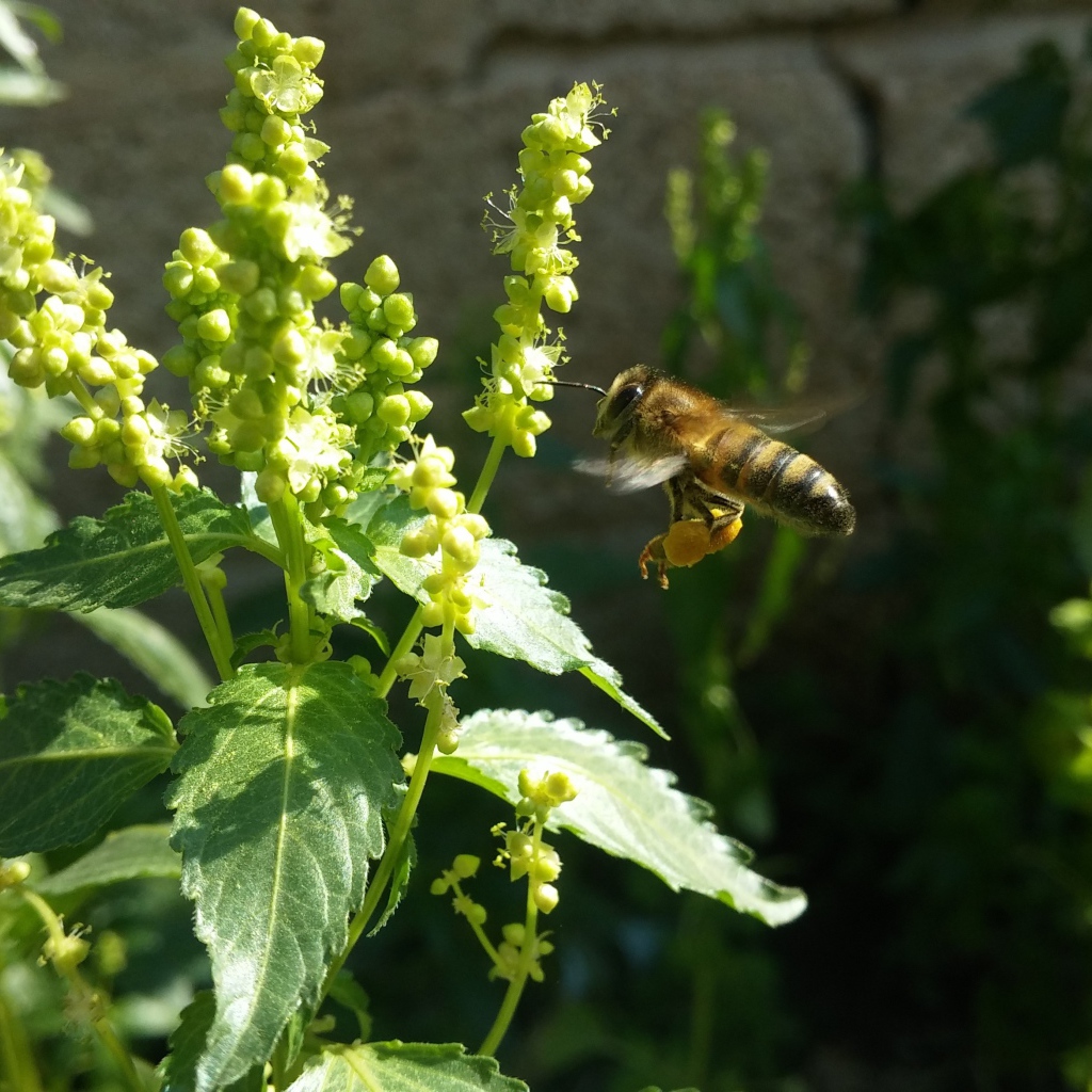 Пчела садится на зеленое растение 