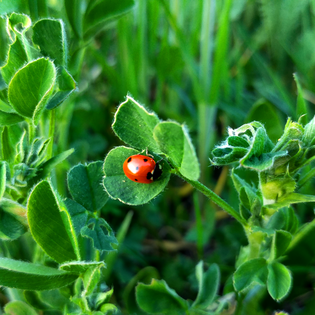 Маленькая божья коровка на зеленом листе травы 