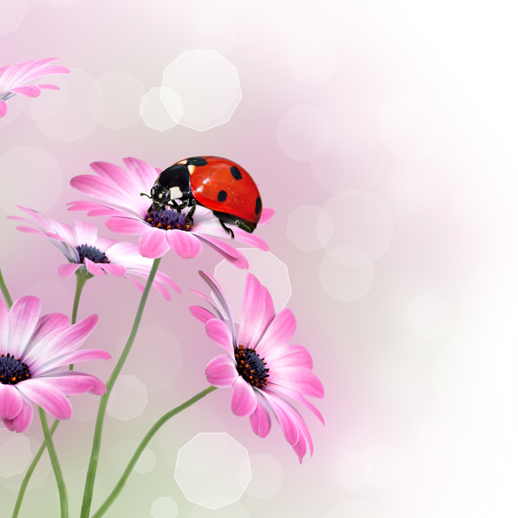 Маленькая божья коровка сидит на розовом цветке герберы