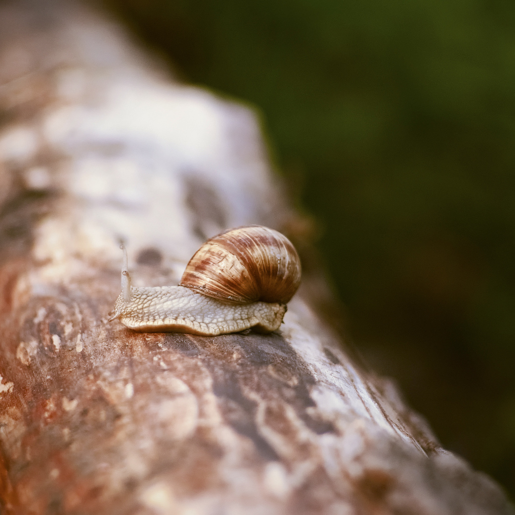 Улитка сидит на сухом стволе дерева