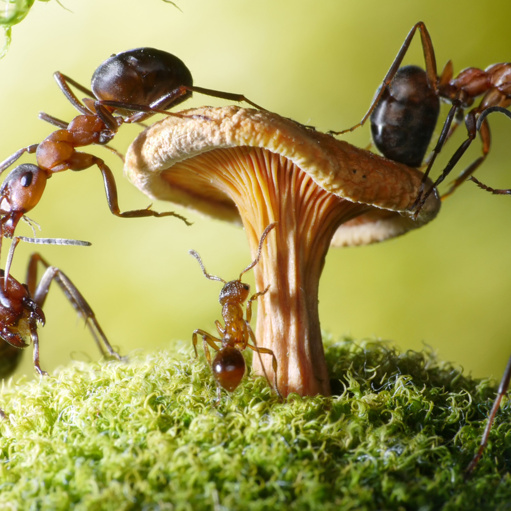 Муравья на грибе крупным планом 