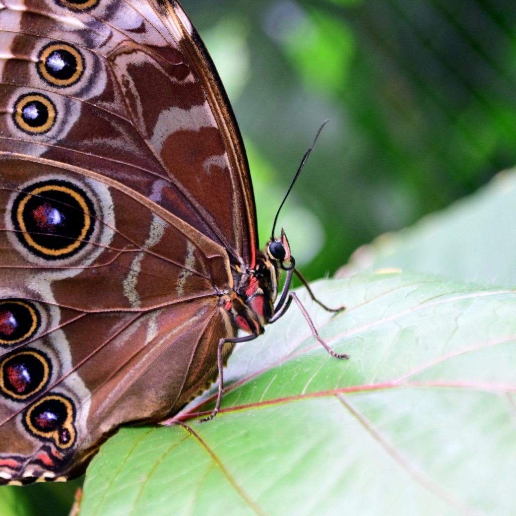 Красивая бабочка Морфо Пелеида на листе 