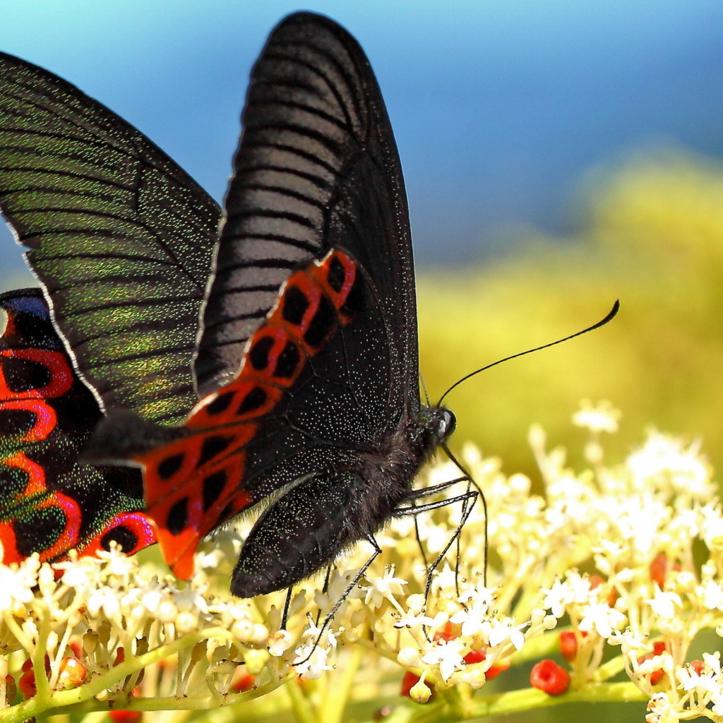 Красивая черная бабочка на белом цветке 