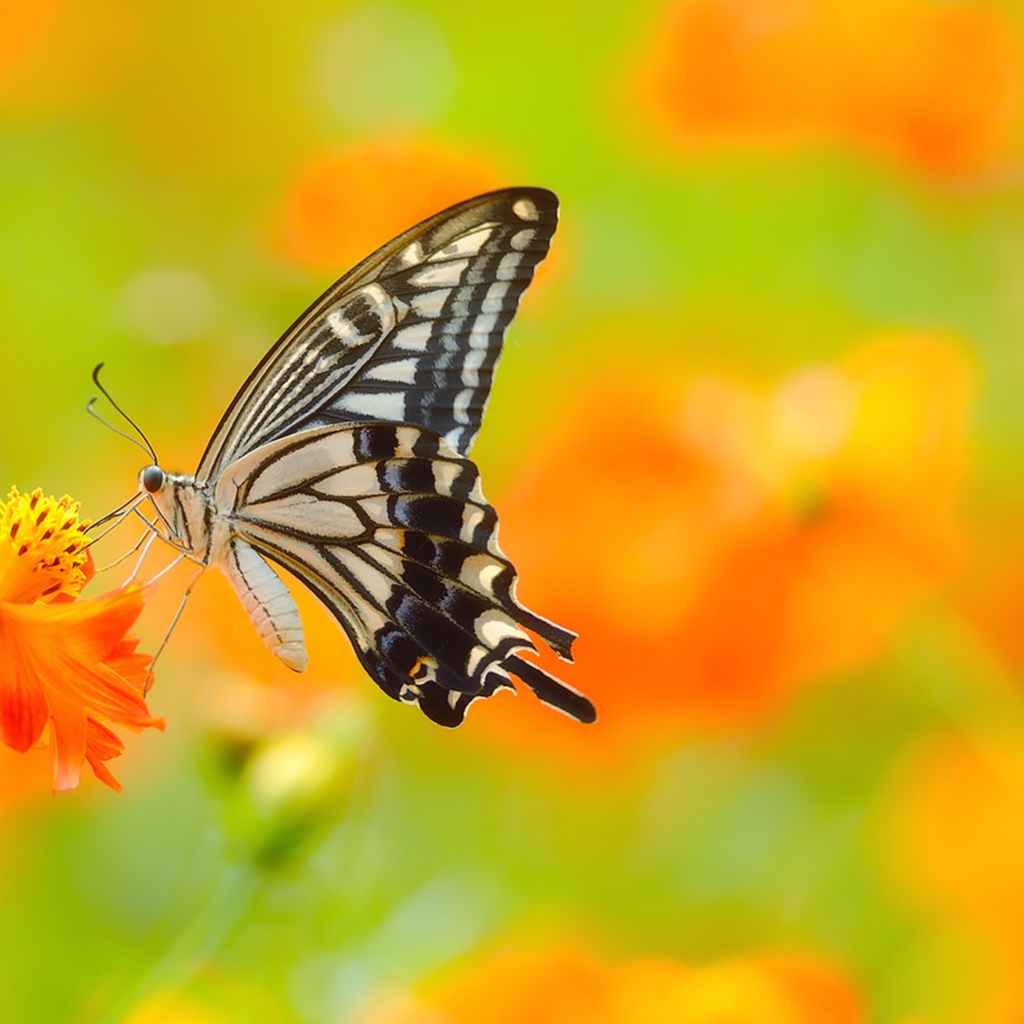 Красивая бабочка махаон сидит на оранжевом цветке