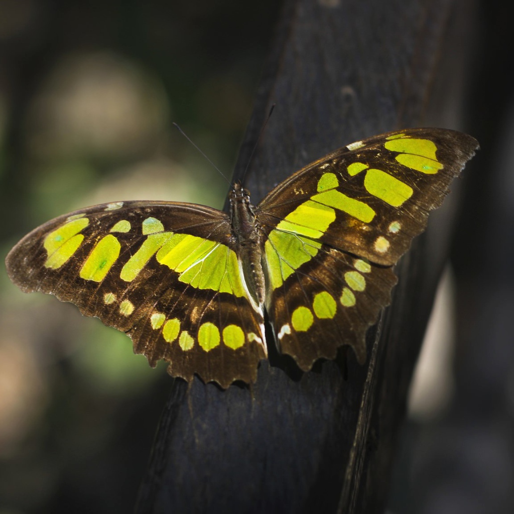 Красивая  бабочка крупным планом