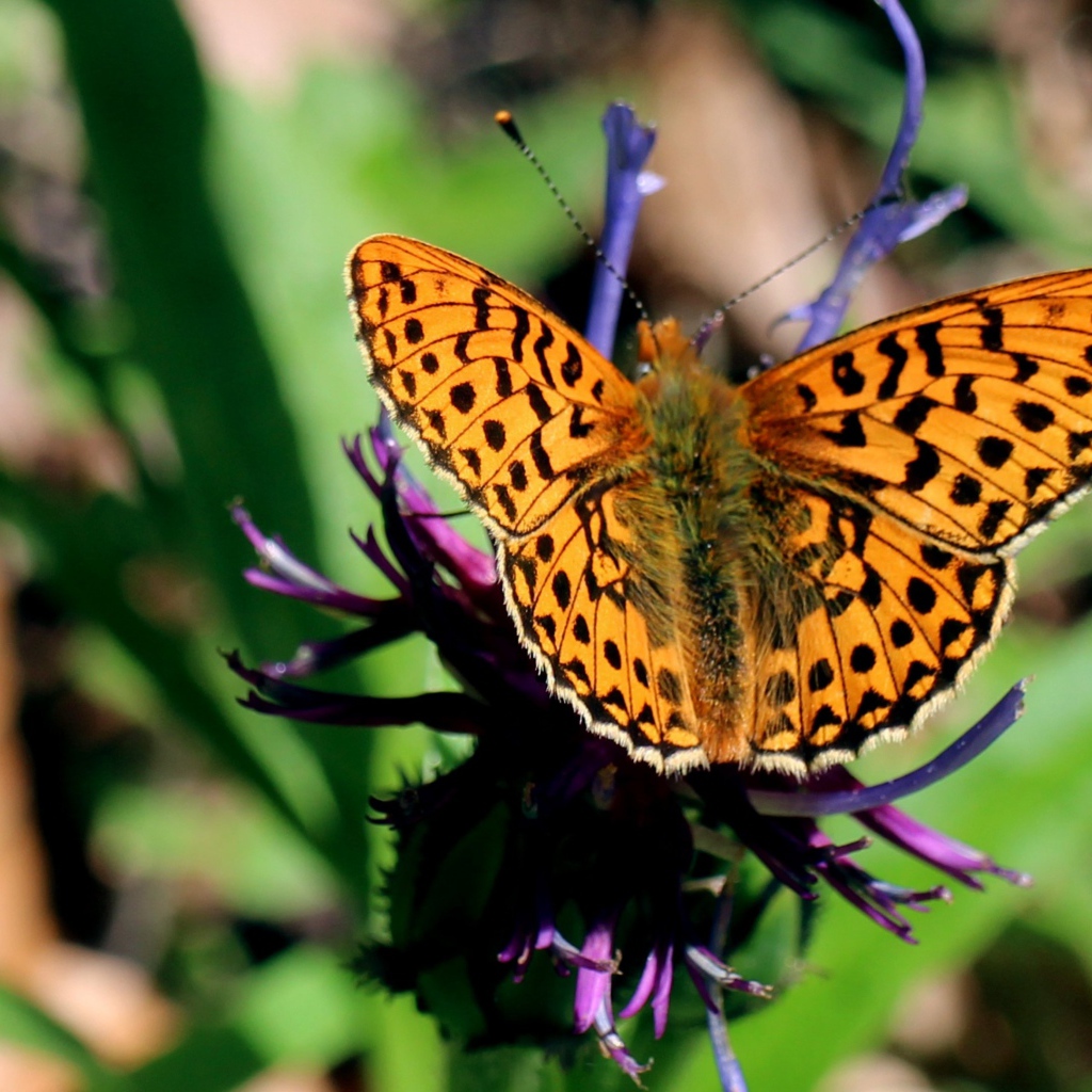 Красивая бабочка на фиолетовом цветке 