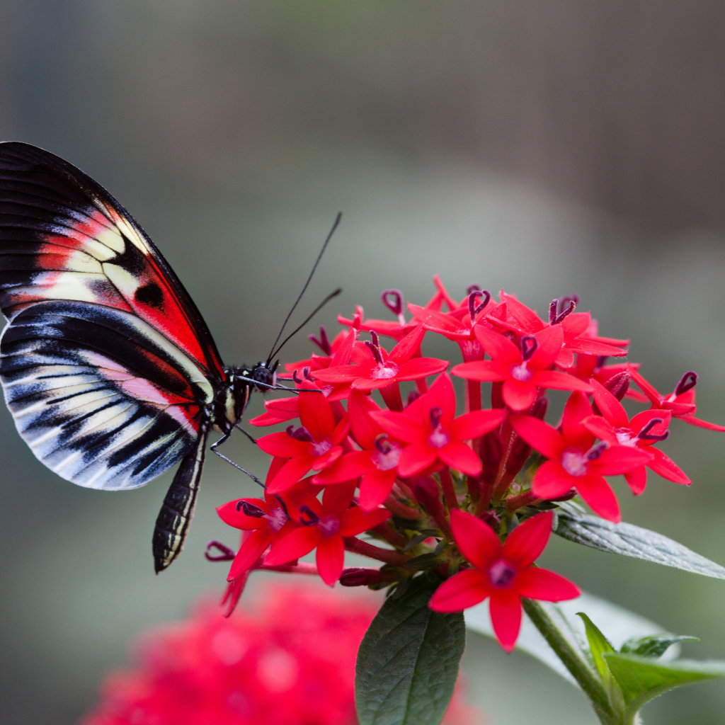 Красивая бабочка на красном цветке