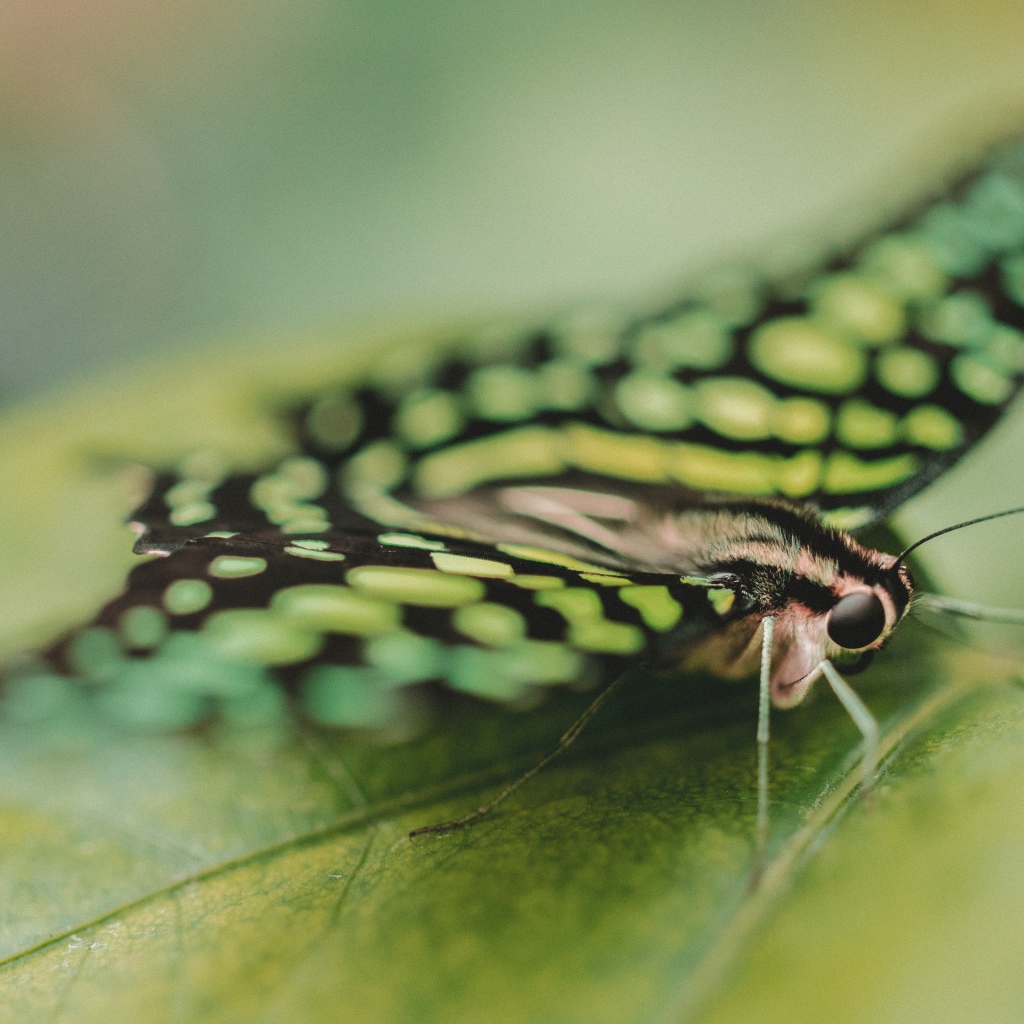 Красивая бабочка сидит на зеленом листе