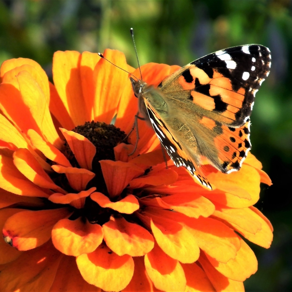 Красивая бабочка сидит на оранжевом цветке цинния