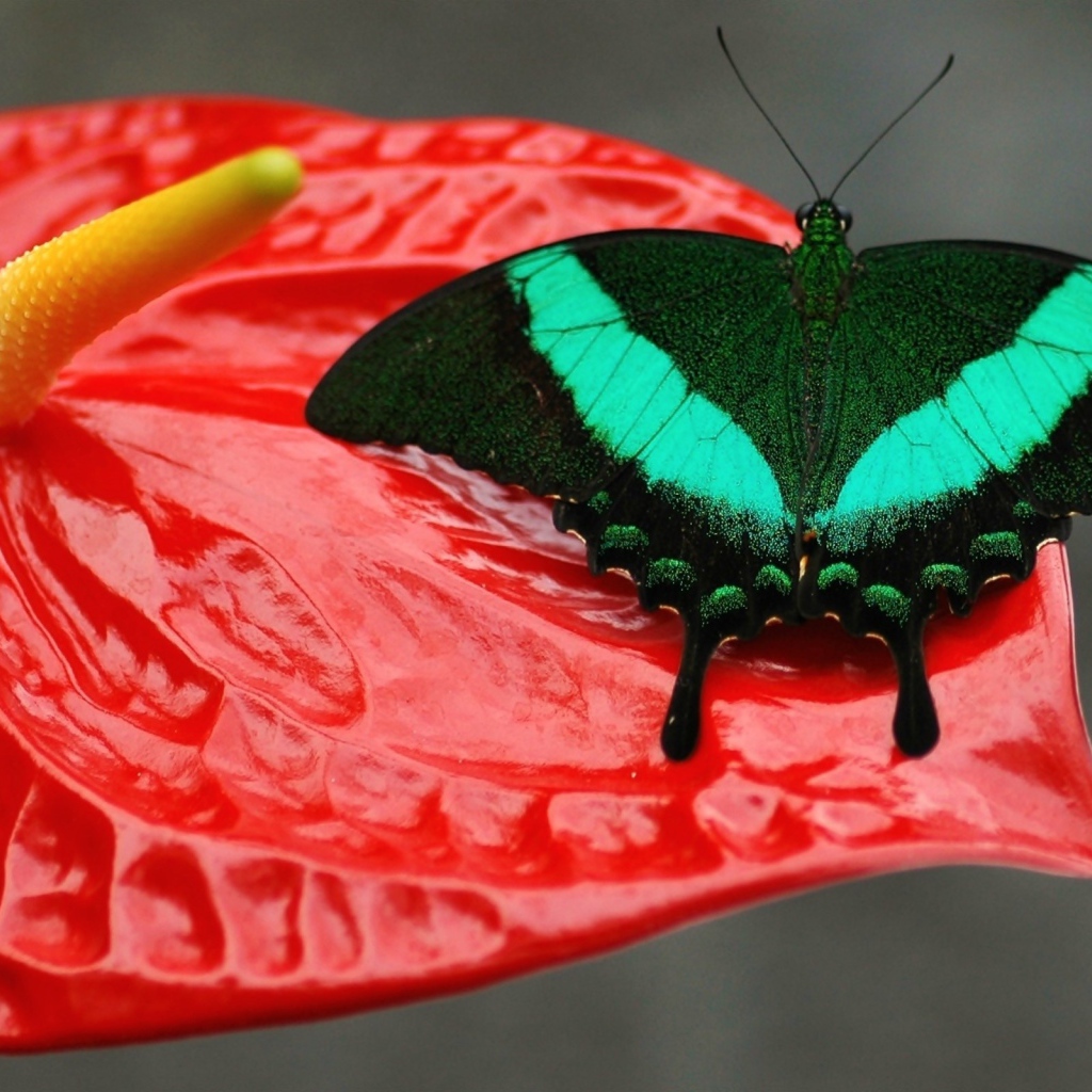 Красивая зеленая бабочка сидит на красном цветке