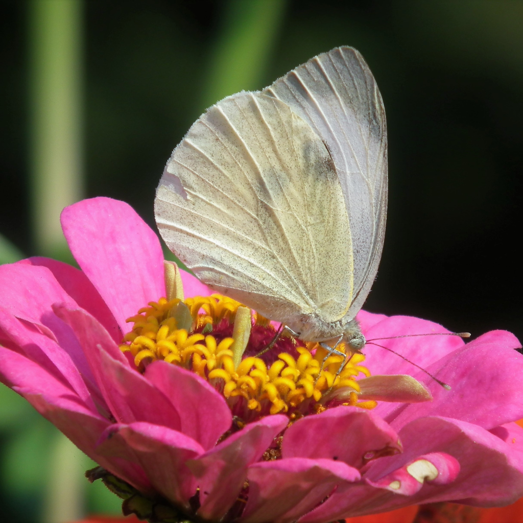 Красивая белая бабочка сидит на розовом цветке