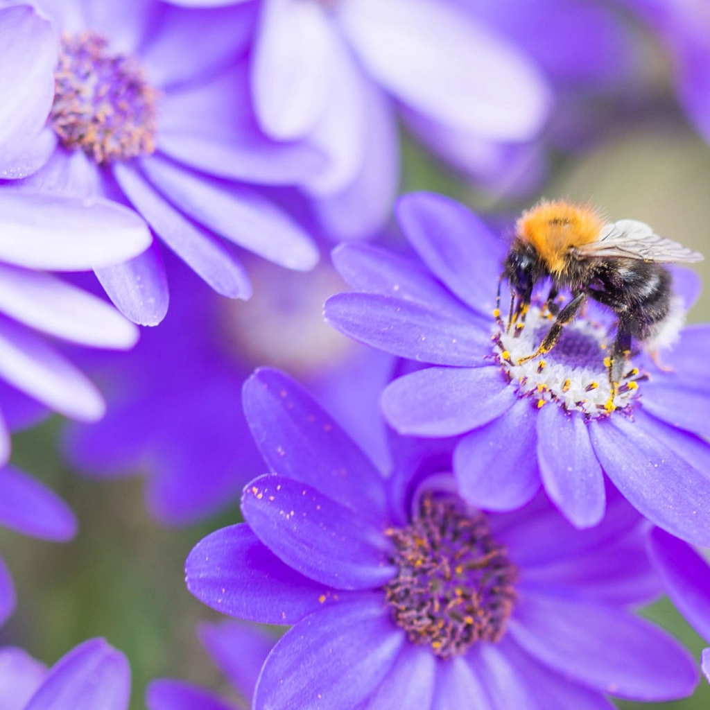 Пчела на красивом сиреневом цветке