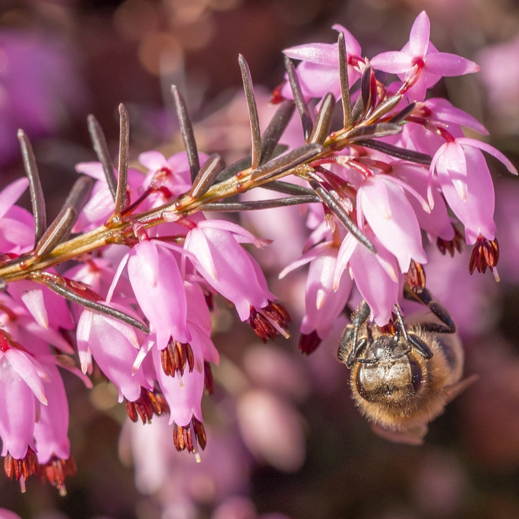 Пчела на ветке с розовыми цветами 