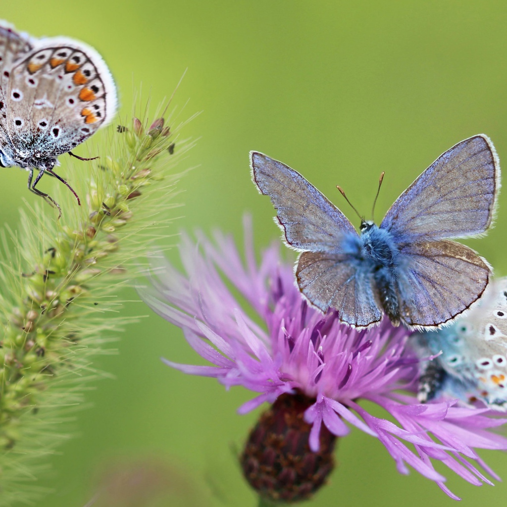 Синие бабочки на розовом цветке 
