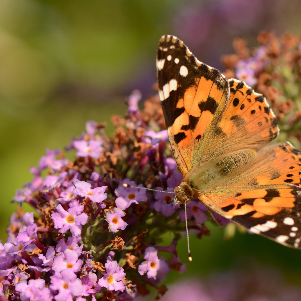Коричневая бабочка на сиреневом цветке 