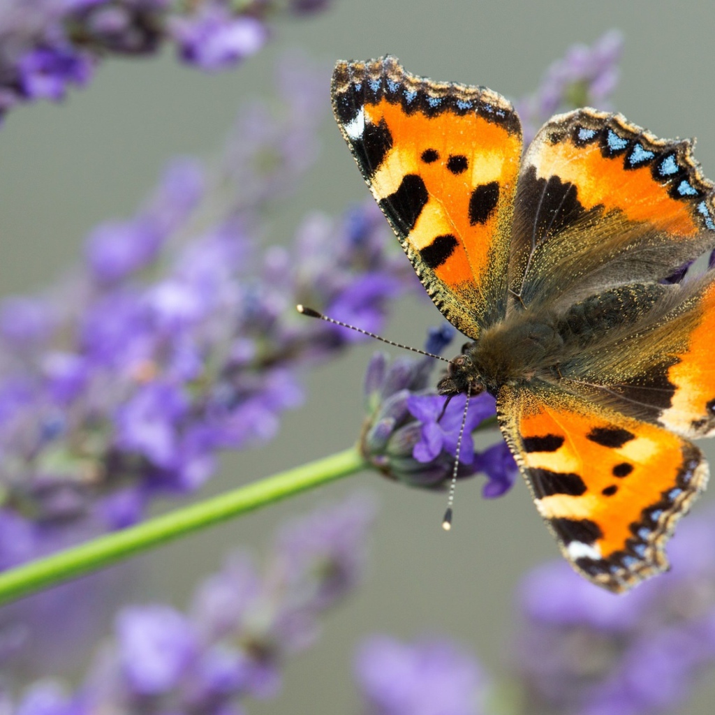 Коричневая бабочка сидит на лавандовом цветке 