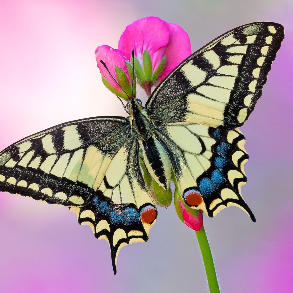 Бабочка Махаон на розовом цветке 