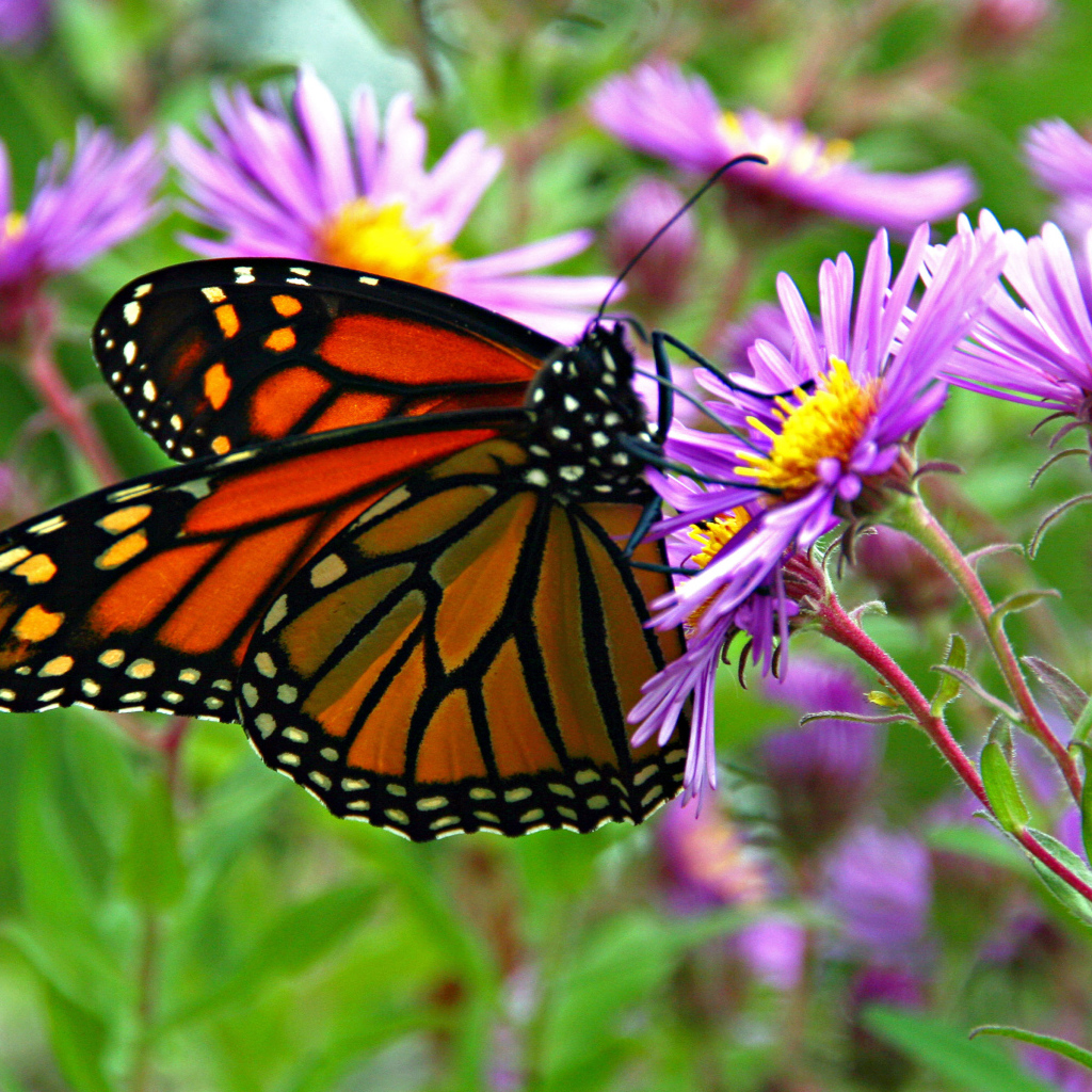 Бабочка монарх сидит на сиреневом осеннем цветке