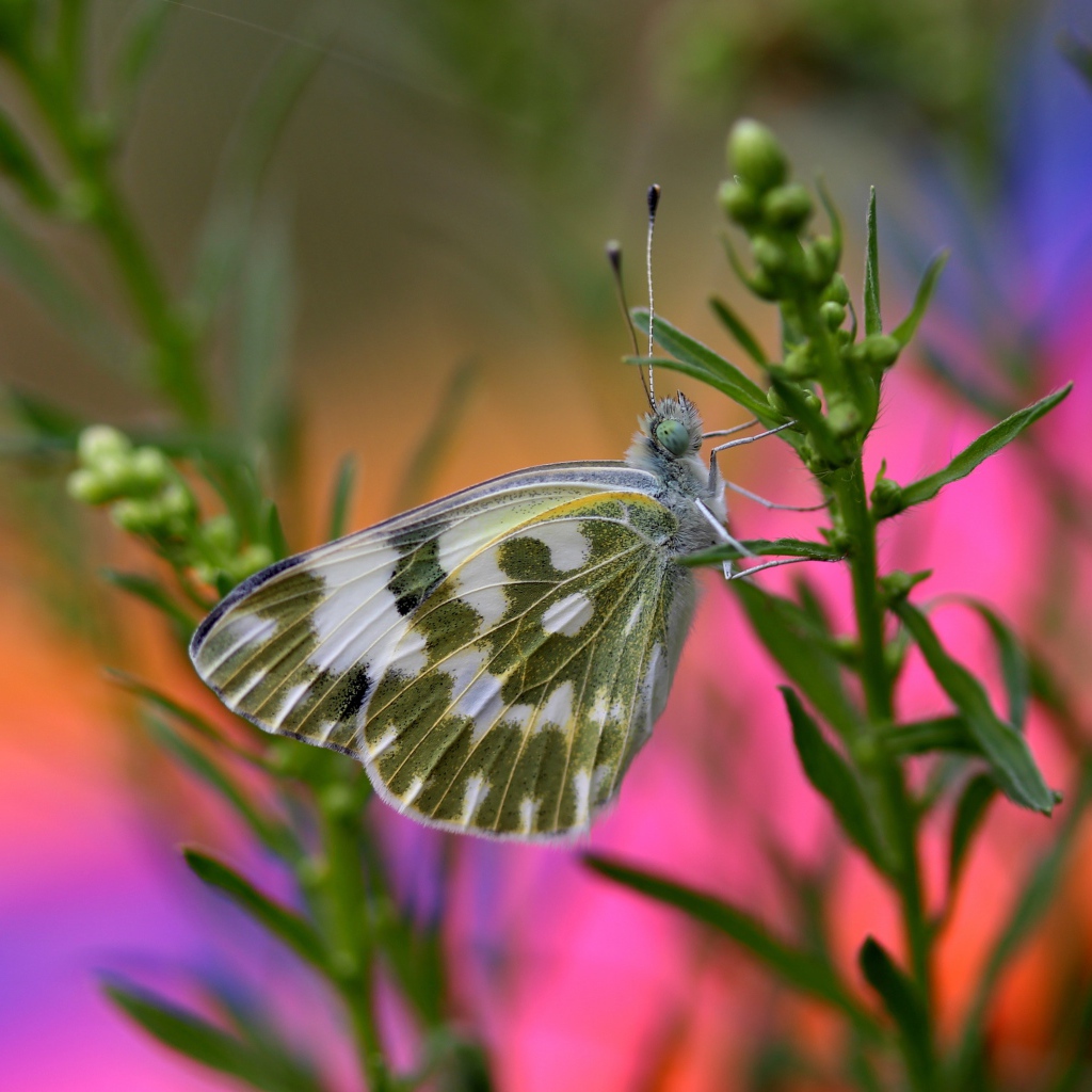 Бабочка сидит на зеленом растении крупным планом