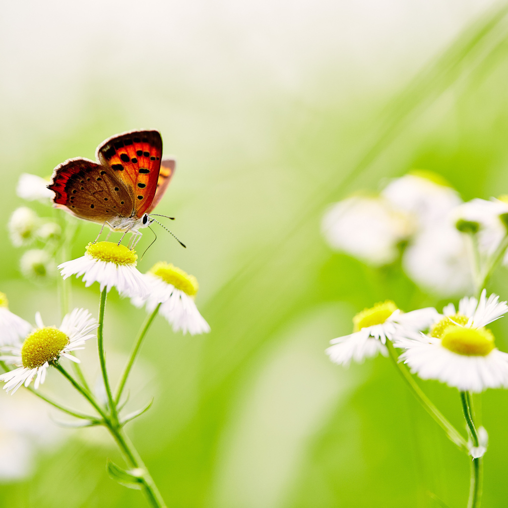 Бабочка сидит на белой ромашке 