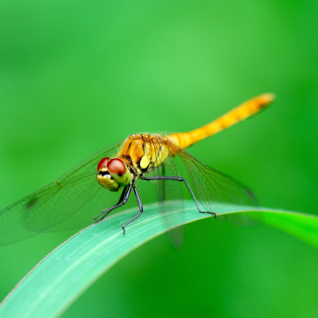 Стрекоза сидит на зеленом листе фото крупным планом