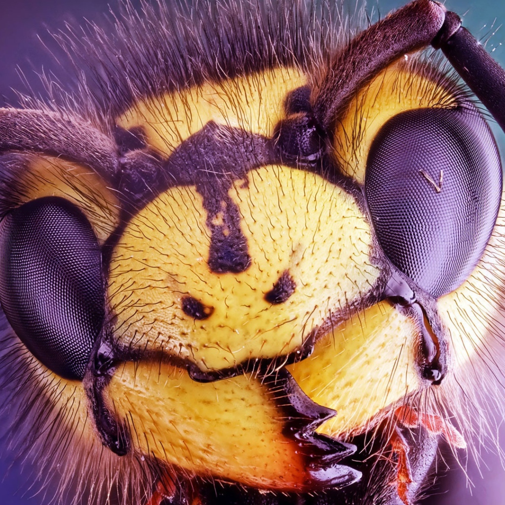 Голова осы крупным планом 