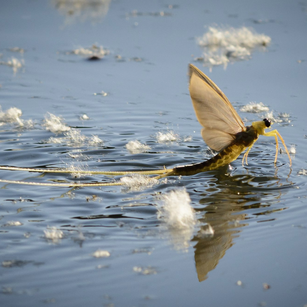 Насекомое Палингения длиннохвостая в воде 