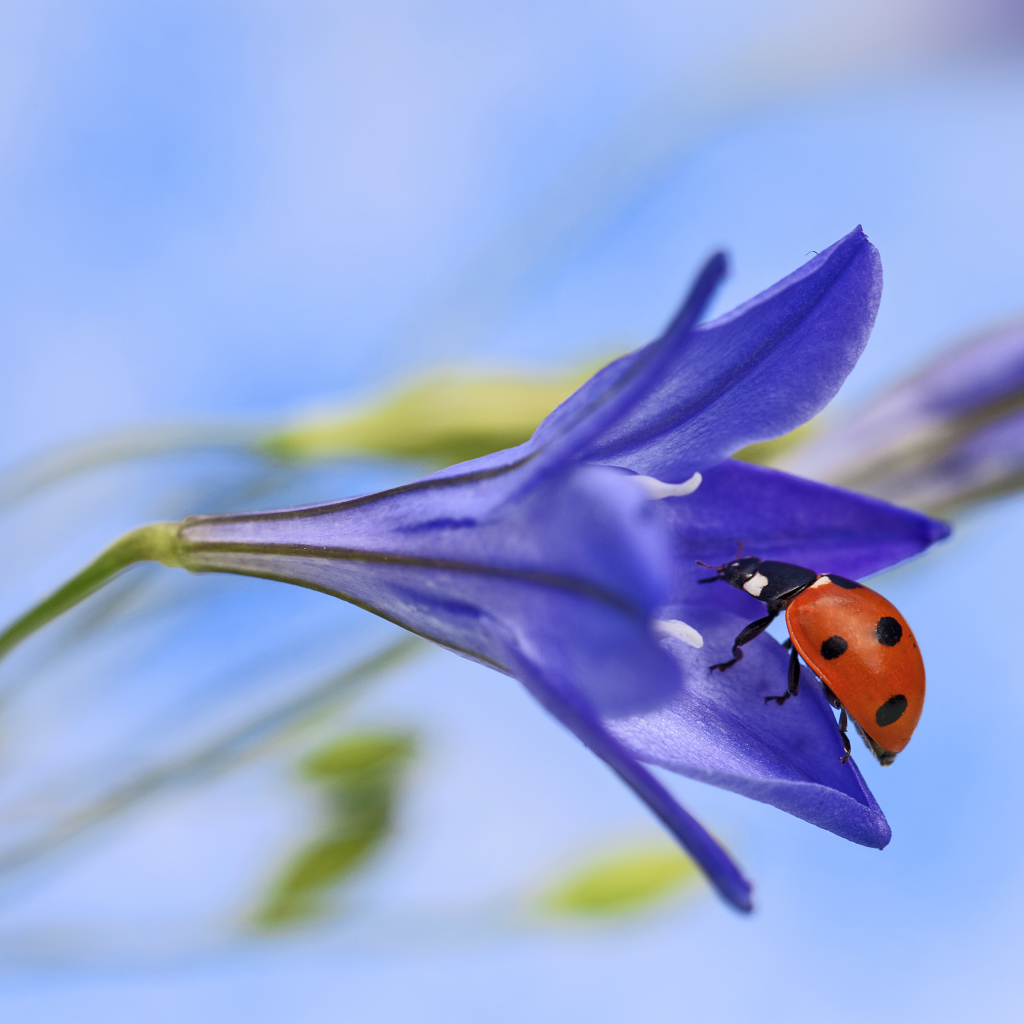 Божья коровка на сиреневом цветке 