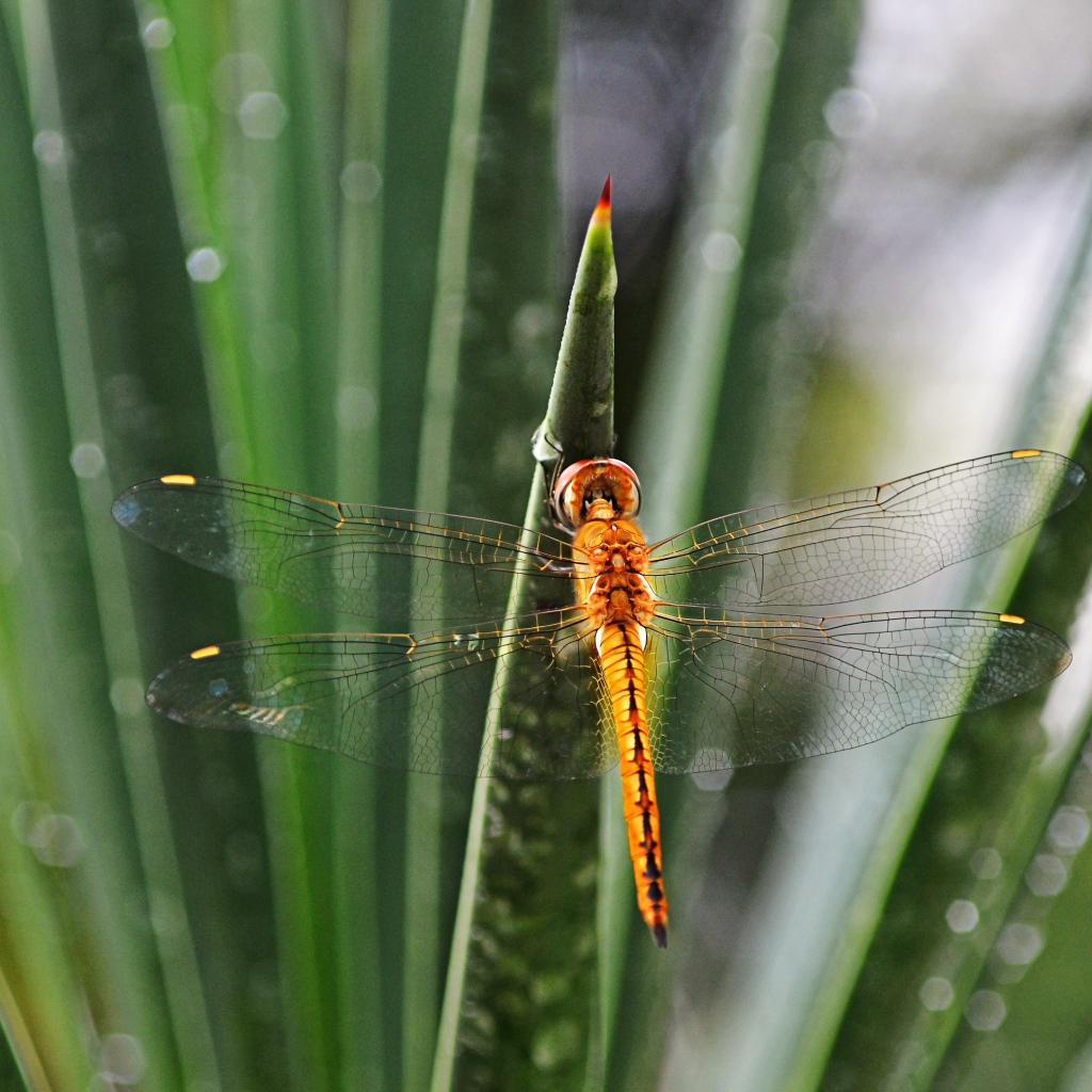 Оранжевая стрекоза на зеленом листе 