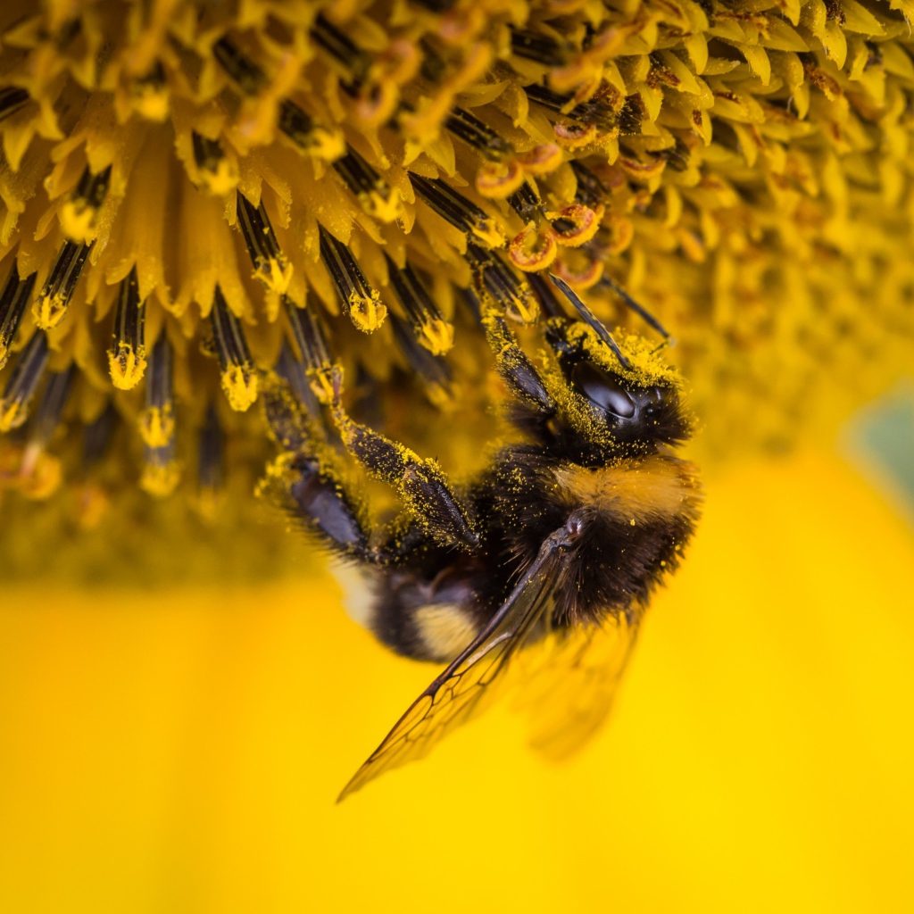 Маленькая пчела на подсолнухе 