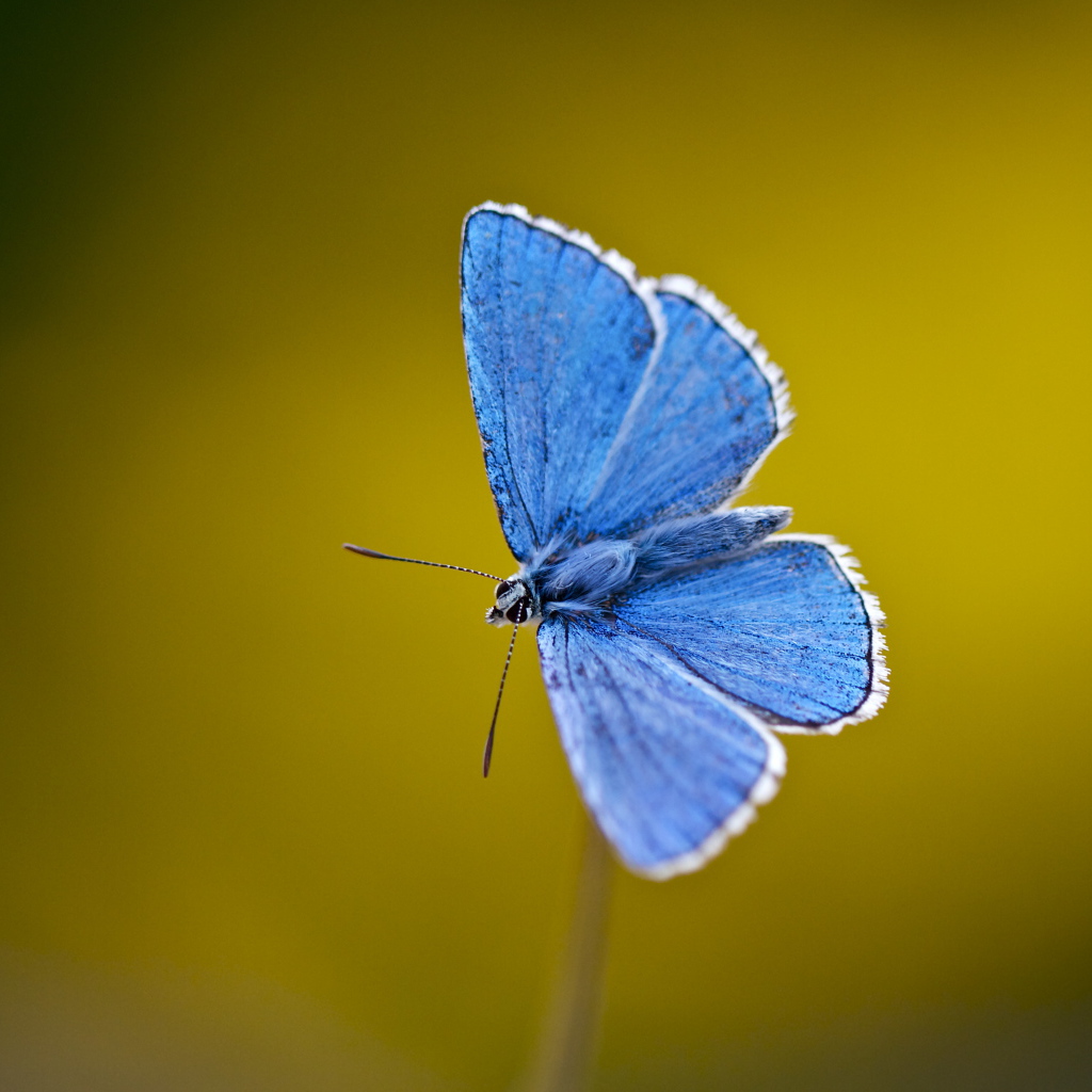 Маленькая голубая бабочка крупным планом
