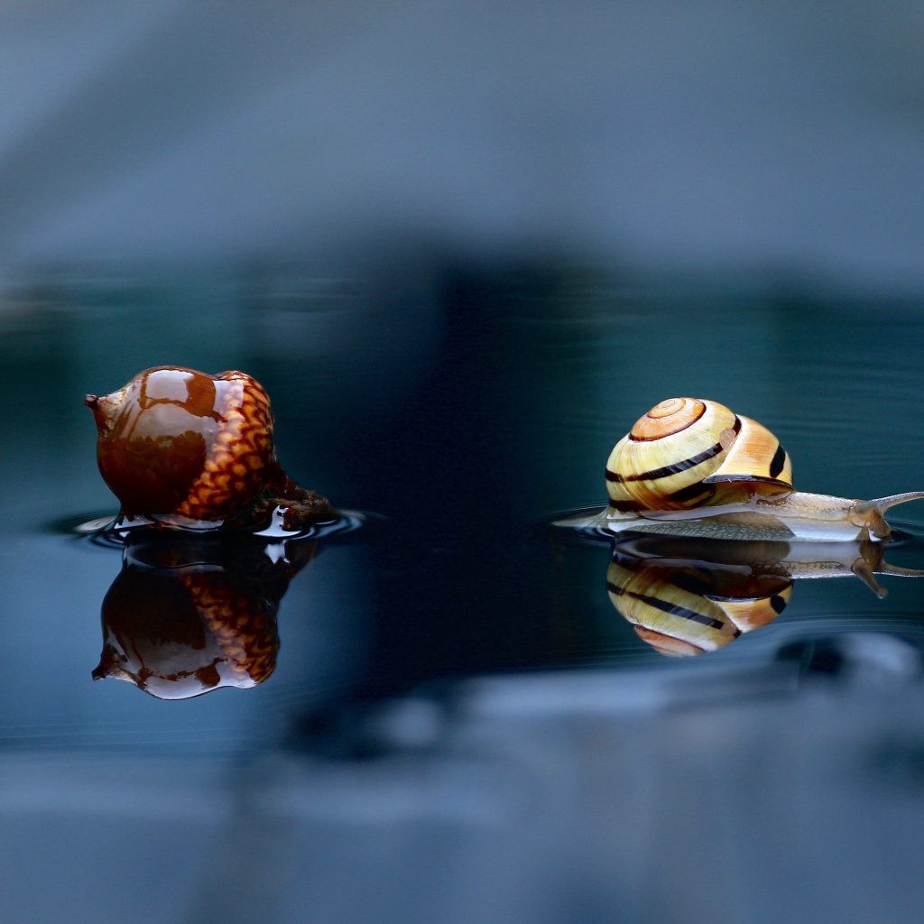 Улитка и желудь лежат на мокрой земле
