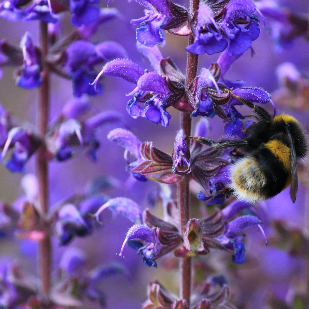 Пчела сидит на синем цветке лаванды