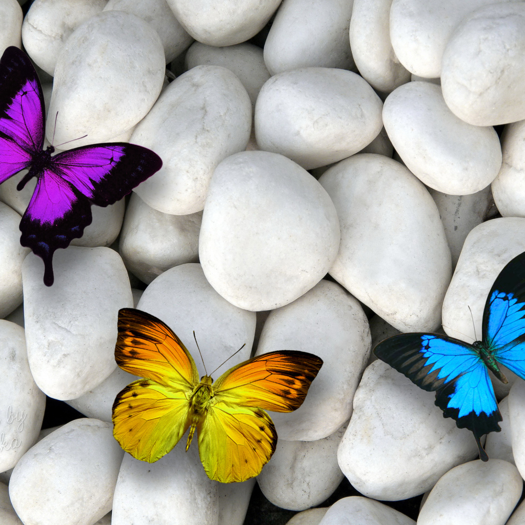 Три разноцветные бабочки на белых камнях 