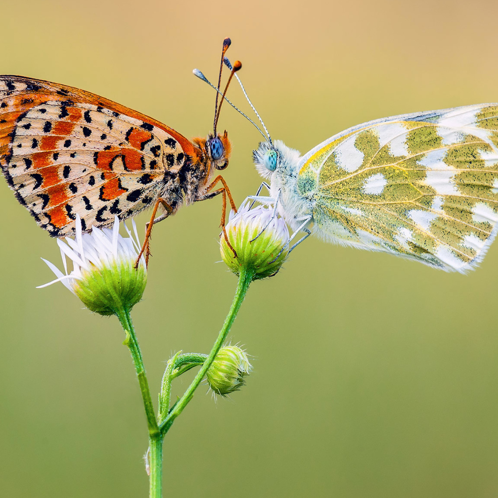 Две красивых разноцветных бабочки на цветке 