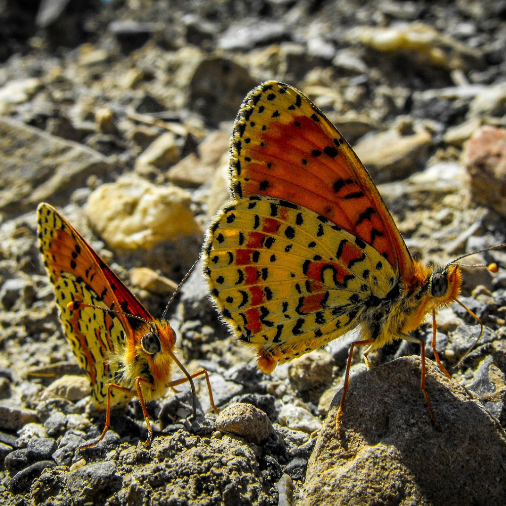 Две бабочки сидят на камне крупным планом