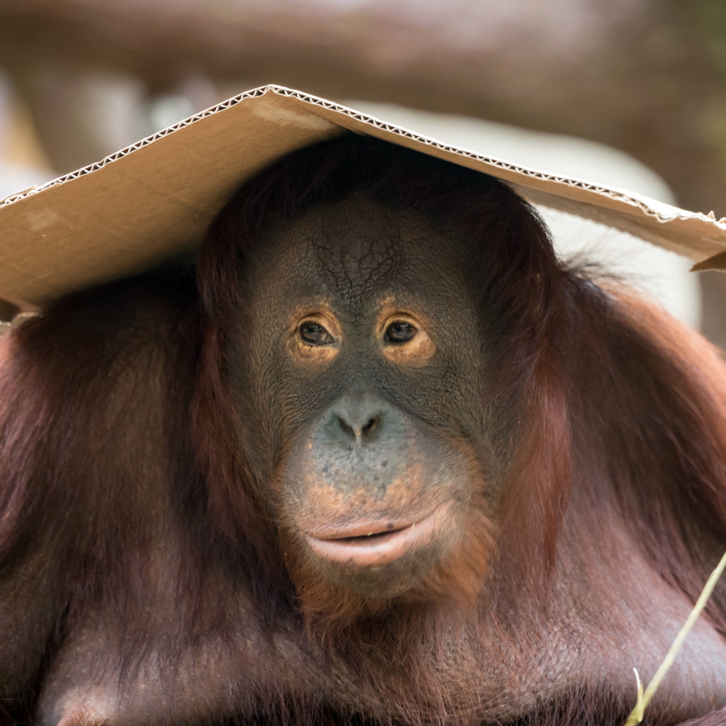 Большой орангутанг сидит с куском картона на голове