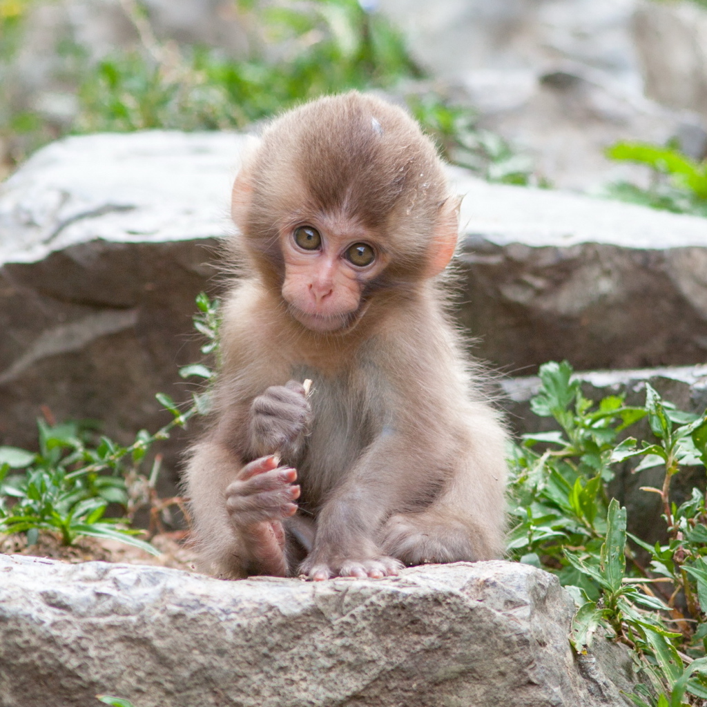 Очаровательная маленькая японская макака сидит на камне 
